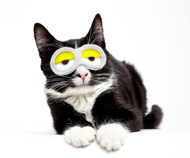 他们给收养所的猫咪戴上了帽子