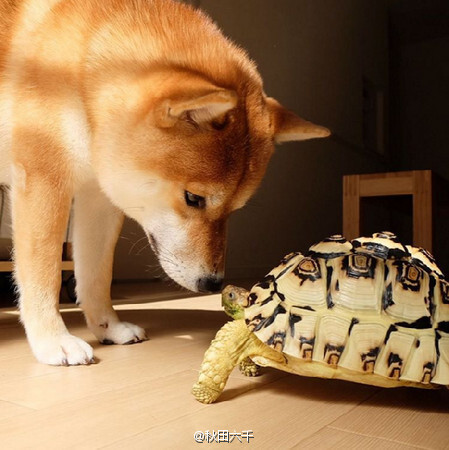 一只柴犬与一只乌龟的默契