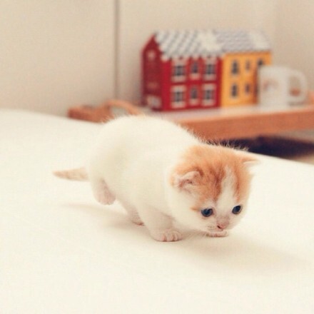 我说奶猫你说喵 奶猫