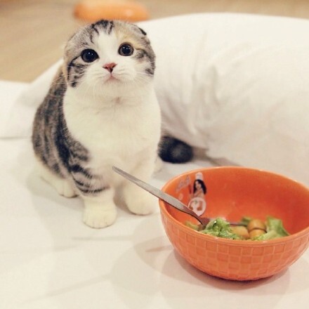 我说奶猫你说喵 奶猫
