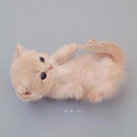 我说奶猫你说喵 奶猫