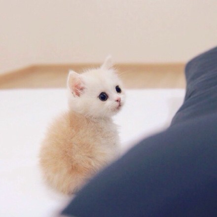 我说奶猫你说喵 奶猫