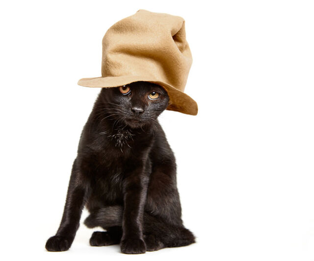 他们给收养所的猫咪戴上了帽子