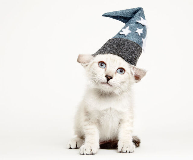 他们给收养所的猫咪戴上了帽子