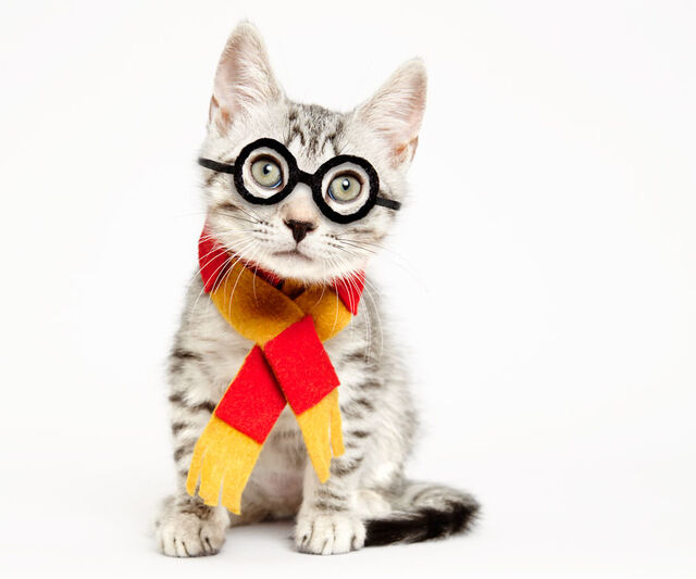 他们给收养所的猫咪戴上了帽子