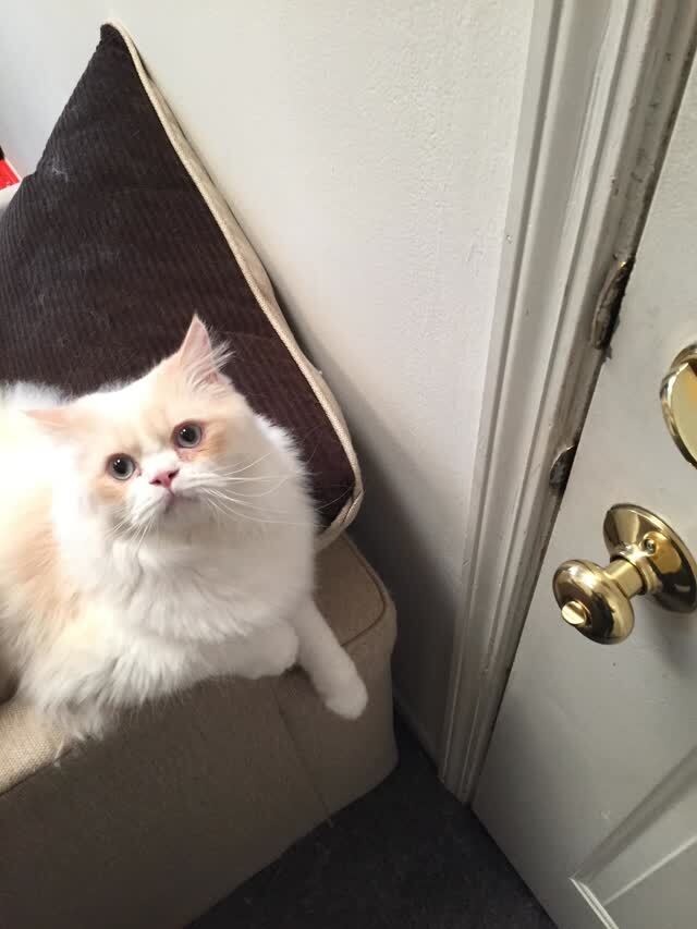要把猫奴弄哭总共分三步