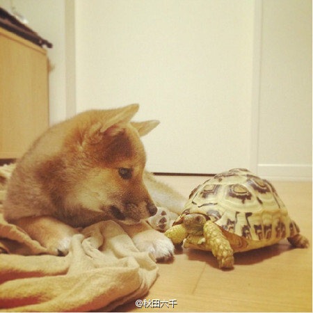 一只柴犬与一只乌龟的默契