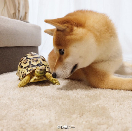 一只柴犬与一只乌龟的默契