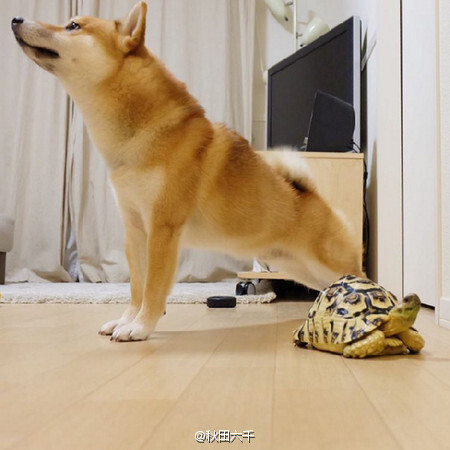 一只柴犬与一只乌龟的默契