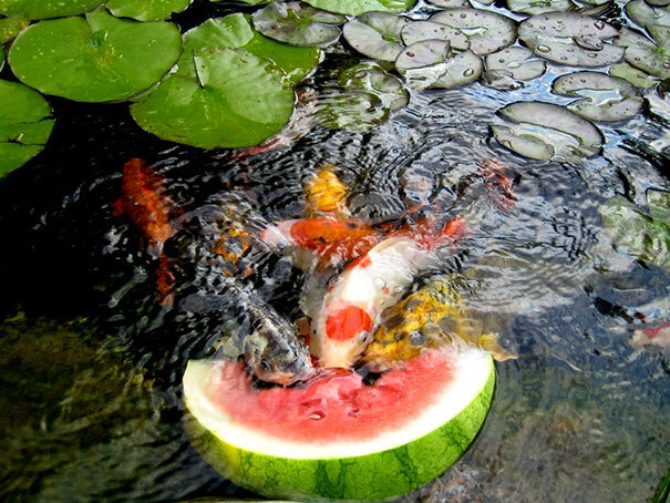人类没救了 看动物吃饭都能萌化了