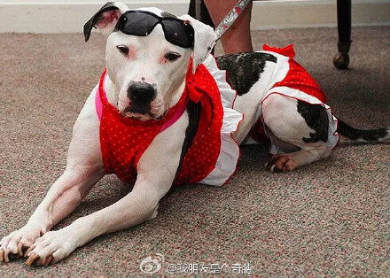 当汪星人们都穿上比基尼