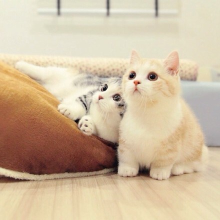 我说奶猫你说喵 奶猫