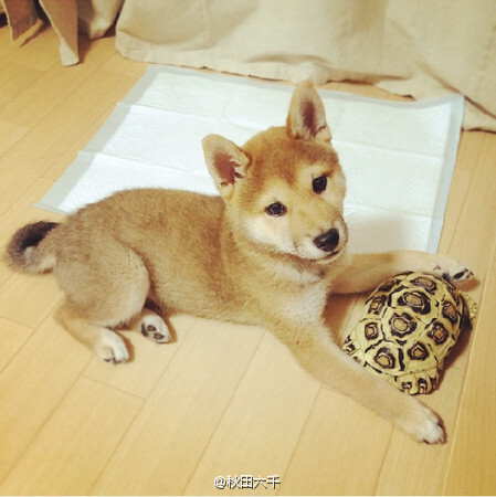 一只柴犬与一只乌龟的默契