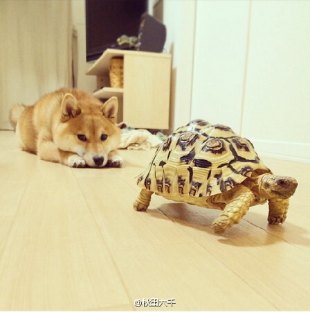一只柴犬与一只乌龟的默契