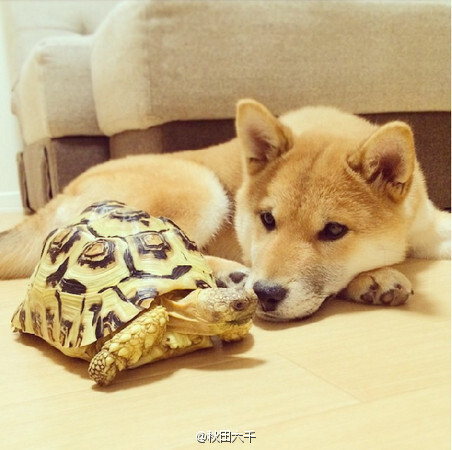 一只柴犬与一只乌龟的默契