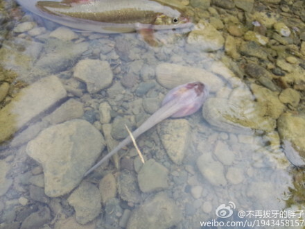 贵州遵义洞穴中发现14厘米长巨无霸蝌蚪