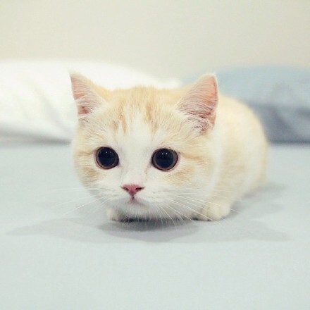 我说奶猫你说喵 奶猫