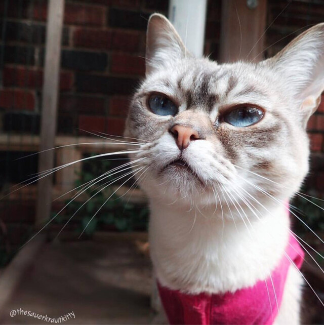 脸上写满了讨厌你的喵星人