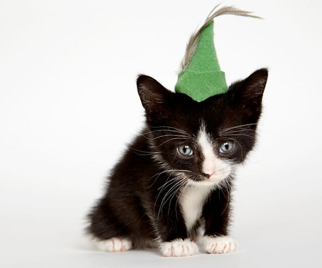 他们给收养所的猫咪戴上了帽子