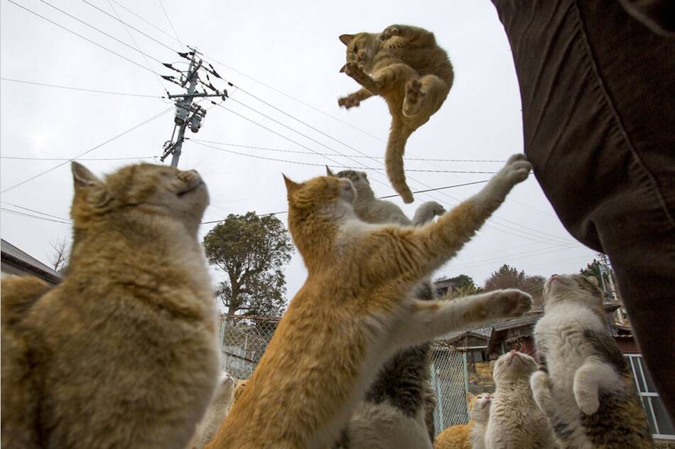 探访日本猫岛