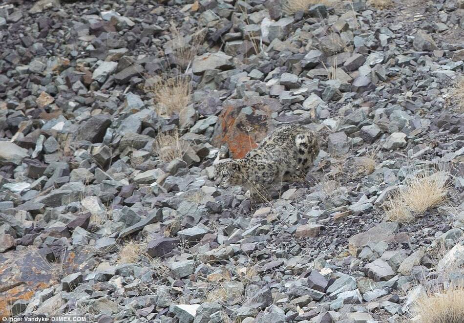 摄影师追踪17天成功捕捉到喜马拉雅山雪豹捕猎岩羊画面