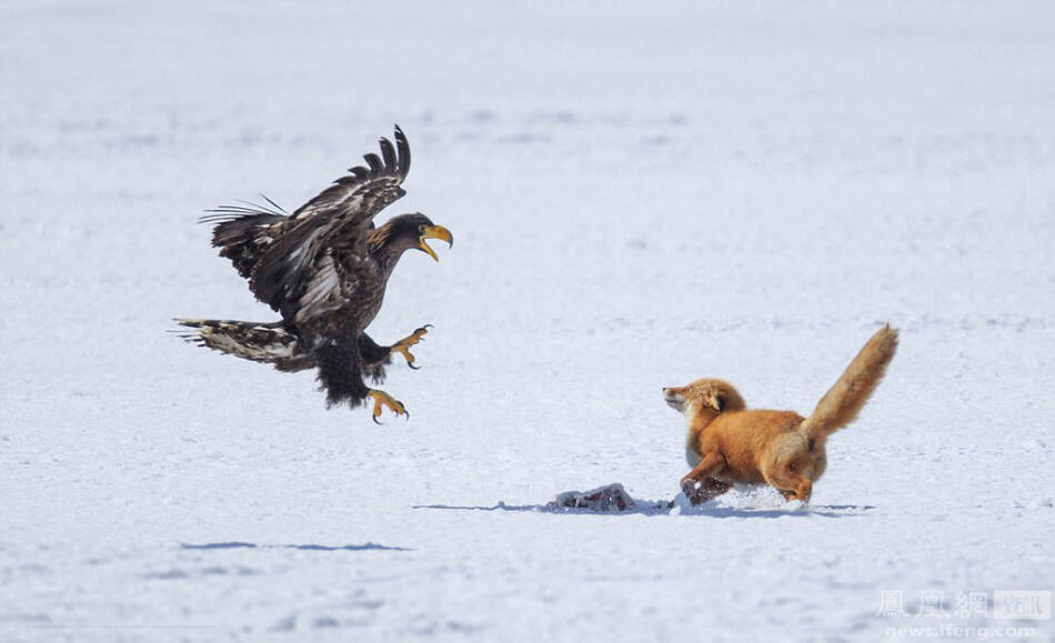 鹿鹿鹰鹰玩命猜成语