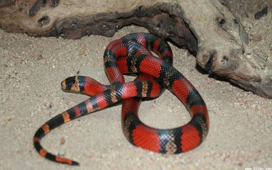 蛇是爬行的 0337d4659e8032a_size100_w1024_h640.jpg