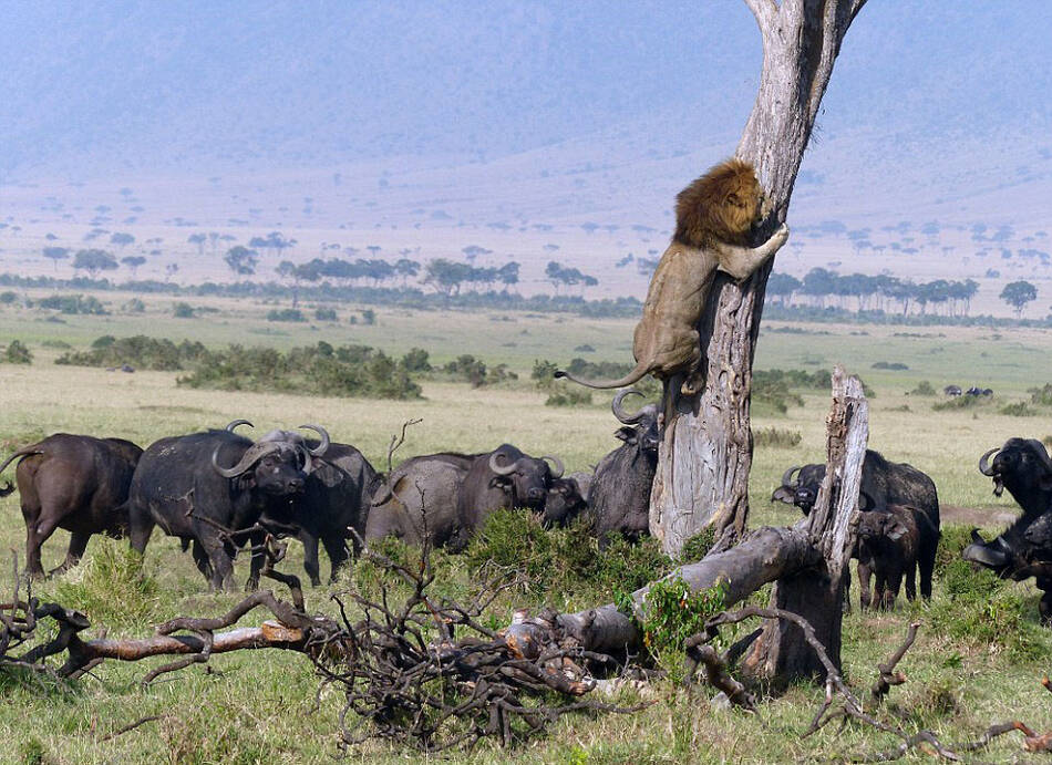 地爬子怎么捕捉最好 9333e9cdf05f720_size239_w962_h700.jpg