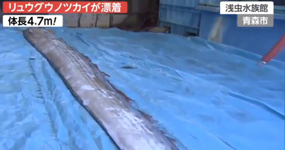日本现4.7米深海巨鱼(组图)