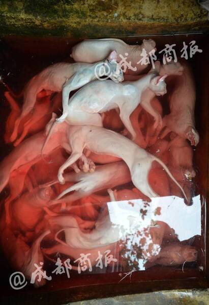 残忍!人前是暖心爱猫人士 背后却杀猫贩卖猫肉 - 梅思特 - 你拥有很多,而我,只有你。。。 残忍!人前是暖心爱猫人士 背后却杀猫贩卖猫肉 - 梅思特 - 你拥有很多,而我,只有你。。。