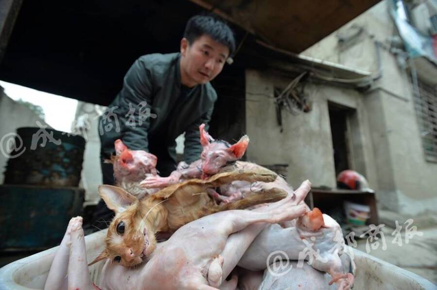 残忍!人前是暖心爱猫人士 背后却杀猫贩卖猫肉 - 梅思特 - 你拥有很多,而我,只有你。。。 残忍!人前是暖心爱猫人士 背后却杀猫贩卖猫肉 - 梅思特 - 你拥有很多,而我,只有你。。。