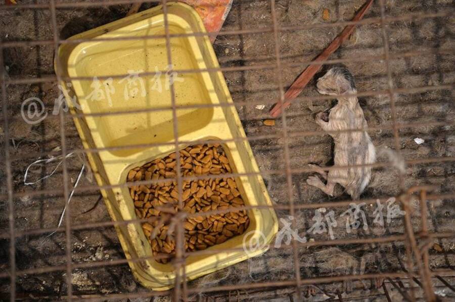 残忍!人前是暖心爱猫人士 背后却杀猫贩卖猫肉 - 梅思特 - 你拥有很多,而我,只有你。。。 残忍!人前是暖心爱猫人士 背后却杀猫贩卖猫肉 - 梅思特 - 你拥有很多,而我,只有你。。。