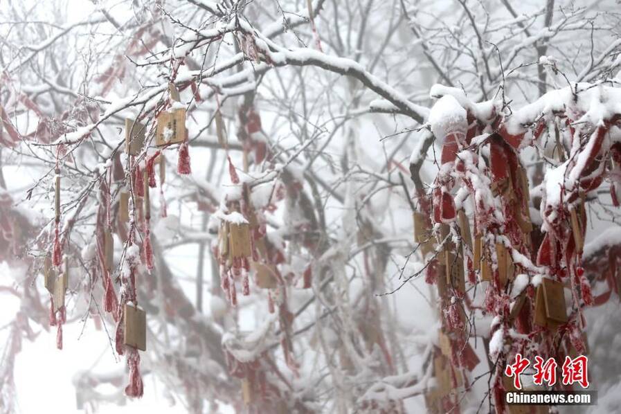 遭遇"倒春寒"河南老君山树挂冰花满枝头