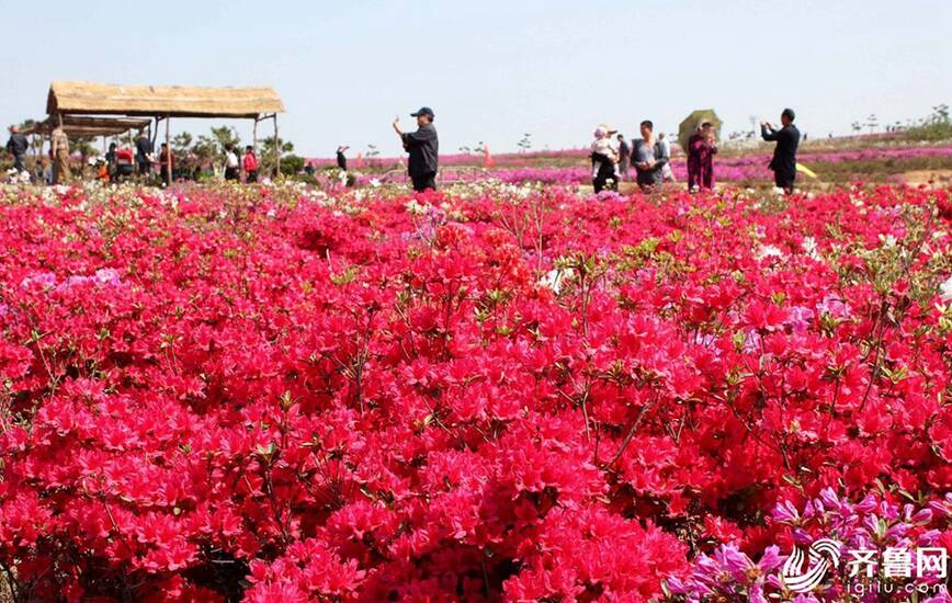 威海千亩杜鹃花盛开 漫山遍野姹紫嫣红如霞似火