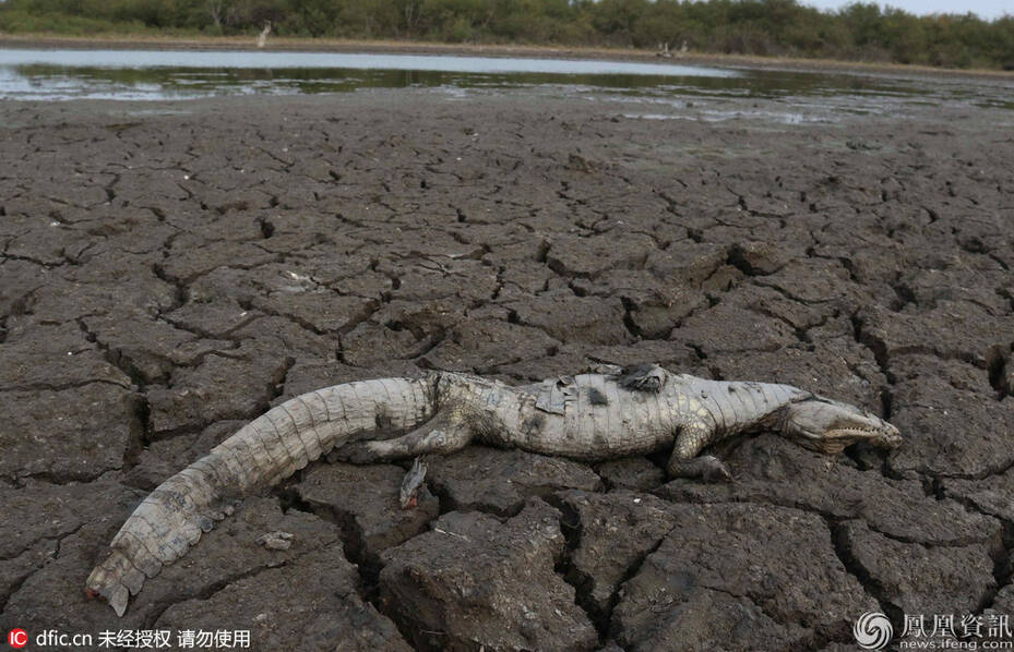 巴拉圭20年一遇旱灾 鳄鱼在河床上被活活干死(图)