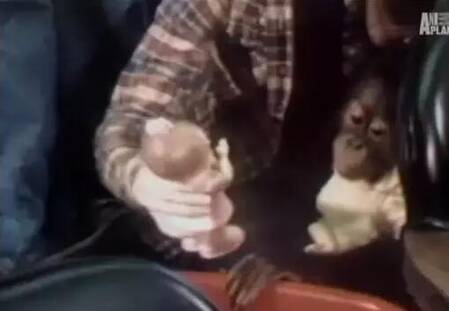 世界唯一大学毕业的猩猩去世了 曾说:我是人类 - 梅思特 - 你拥有很多,而我,只有你。。。 世界唯一大学毕业的猩猩去世了 曾说:我是人类 - 梅思特 - 你拥有很多,而我,只有你。。。
