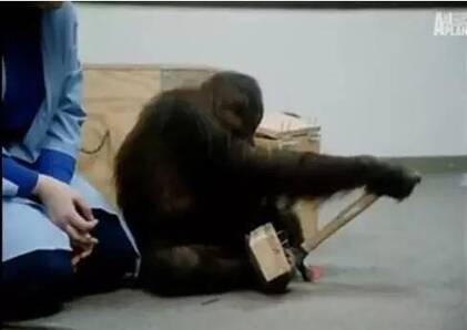 世界唯一大学毕业的猩猩去世了 曾说:我是人类 - 梅思特 - 你拥有很多,而我,只有你。。。 世界唯一大学毕业的猩猩去世了 曾说:我是人类 - 梅思特 - 你拥有很多,而我,只有你。。。
