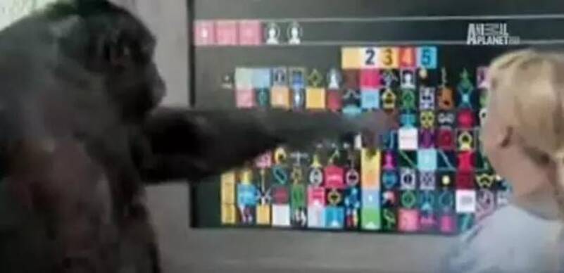 世界唯一大学毕业的猩猩去世了 曾说:我是人类 - 梅思特 - 你拥有很多,而我,只有你。。。 世界唯一大学毕业的猩猩去世了 曾说:我是人类 - 梅思特 - 你拥有很多,而我,只有你。。。