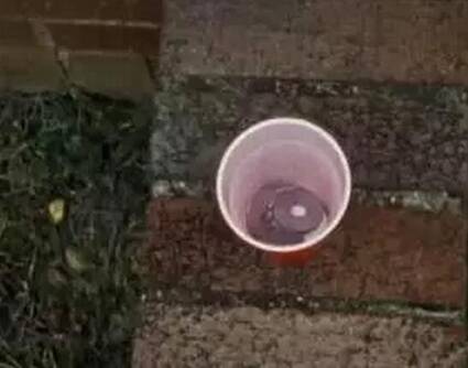 世界唯一大学毕业的猩猩去世了 曾说:我是人类 - 梅思特 - 你拥有很多,而我,只有你。。。 世界唯一大学毕业的猩猩去世了 曾说:我是人类 - 梅思特 - 你拥有很多,而我,只有你。。。