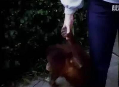 世界唯一大学毕业的猩猩去世了 曾说:我是人类 - 梅思特 - 你拥有很多,而我,只有你。。。 世界唯一大学毕业的猩猩去世了 曾说:我是人类 - 梅思特 - 你拥有很多,而我,只有你。。。