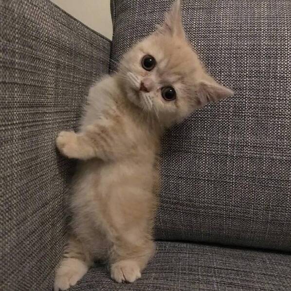 短腿圆脸的小橘猫,真的是100分可爱啊