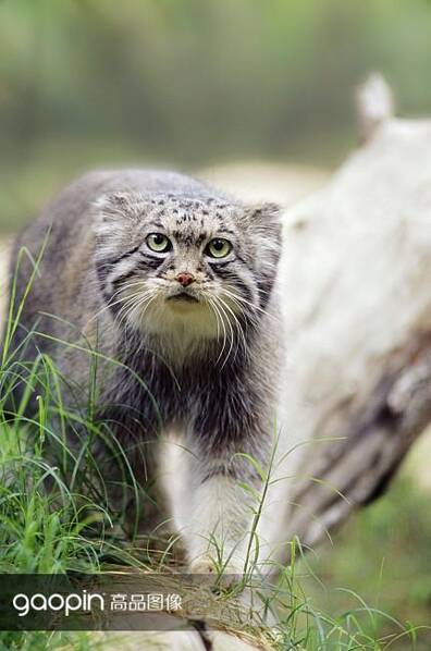 方脸小短腿,兔狲不发威,你当它是橘猫啊