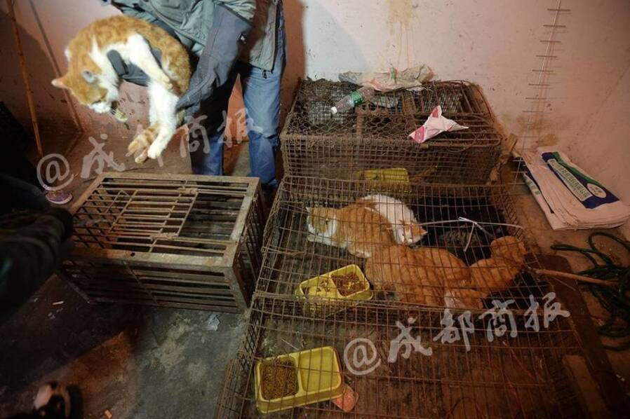 残忍!人前是暖心爱猫人士 背后却杀猫贩卖猫肉 - 梅思特 - 你拥有很多,而我,只有你。。。 残忍!人前是暖心爱猫人士 背后却杀猫贩卖猫肉 - 梅思特 - 你拥有很多,而我,只有你。。。