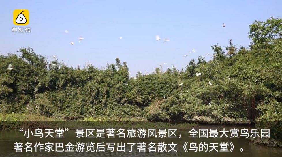 为了小鸟,广东这道屏障开创世界先河 (高清组图)