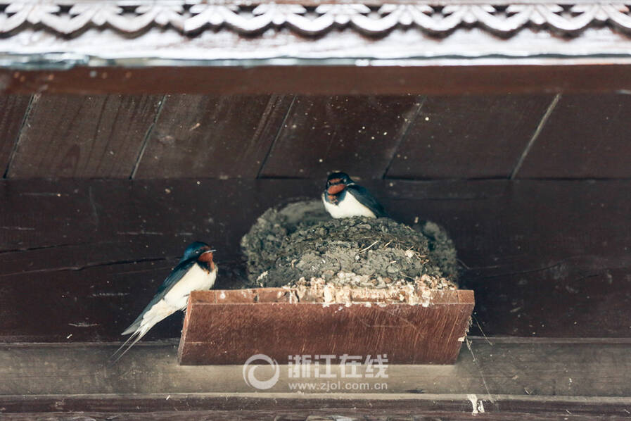 燕子在屋子里筑巢 038d1a7b93d8c8d.jpg