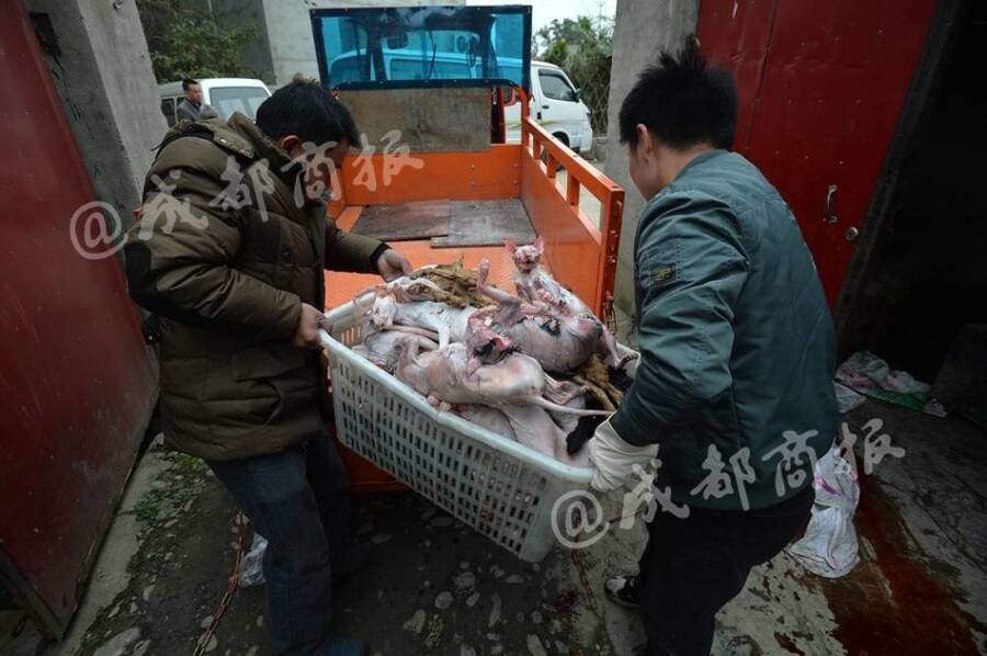 残忍!人前是暖心爱猫人士 背后却杀猫贩卖猫肉 - 梅思特 - 你拥有很多,而我,只有你。。。 残忍!人前是暖心爱猫人士 背后却杀猫贩卖猫肉 - 梅思特 - 你拥有很多,而我,只有你。。。