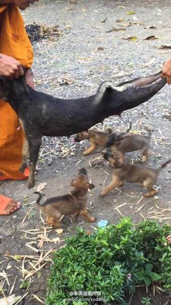 泰国:流浪狗被毒杀 4只幼崽紧追不舍