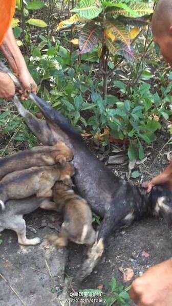 泰国:流浪狗被毒杀 4只幼崽紧追不舍