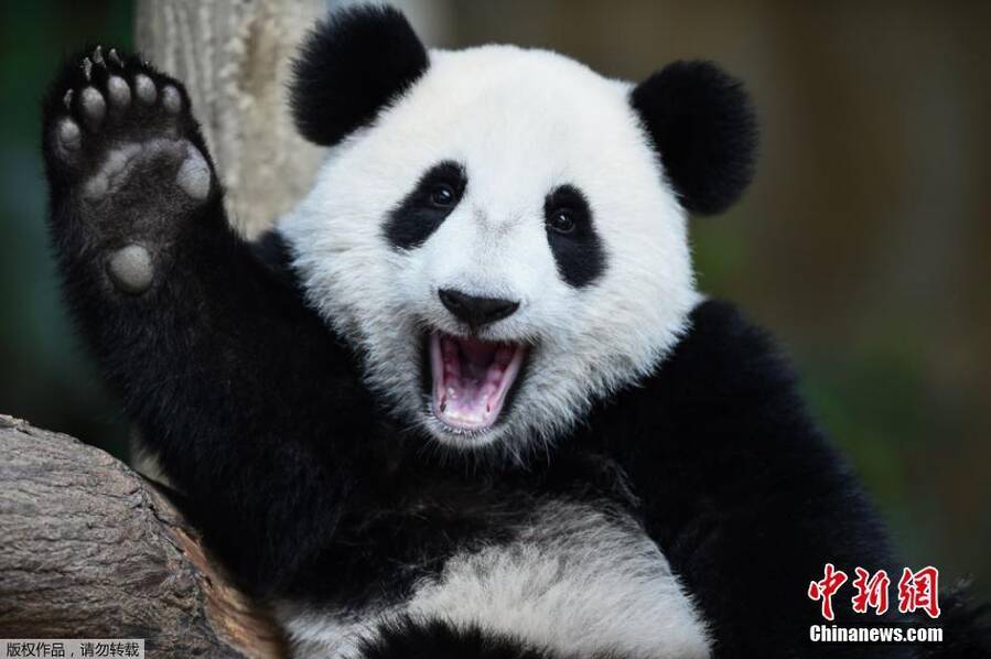 马来西亚大熊猫暖暖欢度生日 挥手卖萌狂圈粉