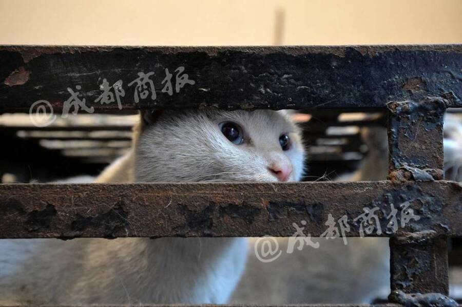 残忍!人前是暖心爱猫人士 背后却杀猫贩卖猫肉 - 梅思特 - 你拥有很多,而我,只有你。。。 残忍!人前是暖心爱猫人士 背后却杀猫贩卖猫肉 - 梅思特 - 你拥有很多,而我,只有你。。。